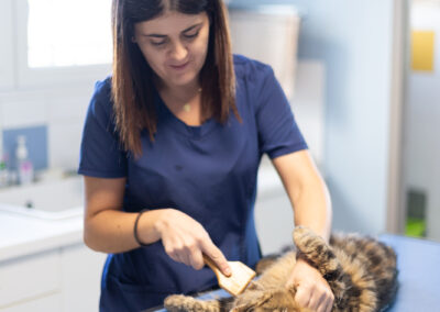 Clinique vétérinaire des Lucioles Sainte-Tulle 04220 Manosque 04100 Soin chat
