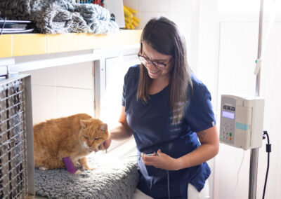 Clinique vétérinaire des Lucioles Sainte-Tulle 04220 Manosque 04100 Soin chat